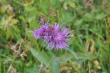 Centaurea salicifolia. Соцветия. Грузия, Душетский муниципалитет, правый берег р. Вулелаури в среднем течении, ≈ 2150 м н.у.м., субальпийский луг. 02.08.2018.