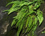 Asplenium viride