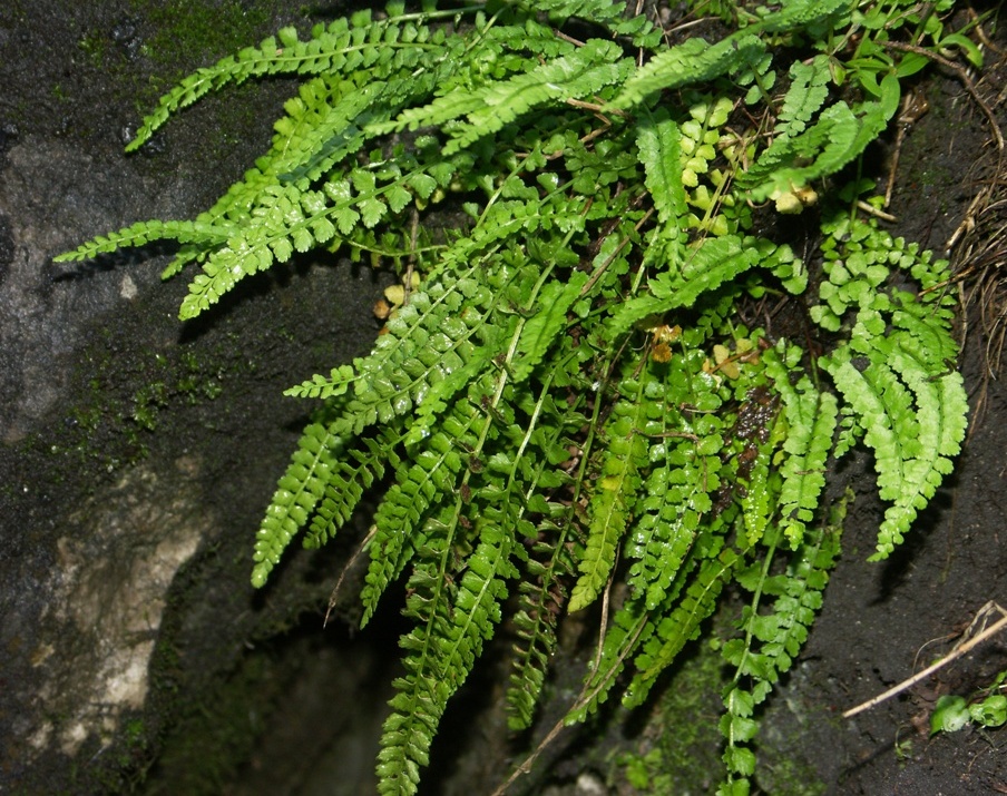 Изображение особи Asplenium viride.