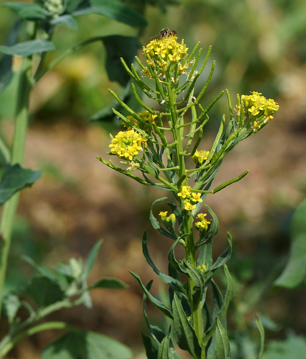 Image of Erysimum cheiranthoides specimen.