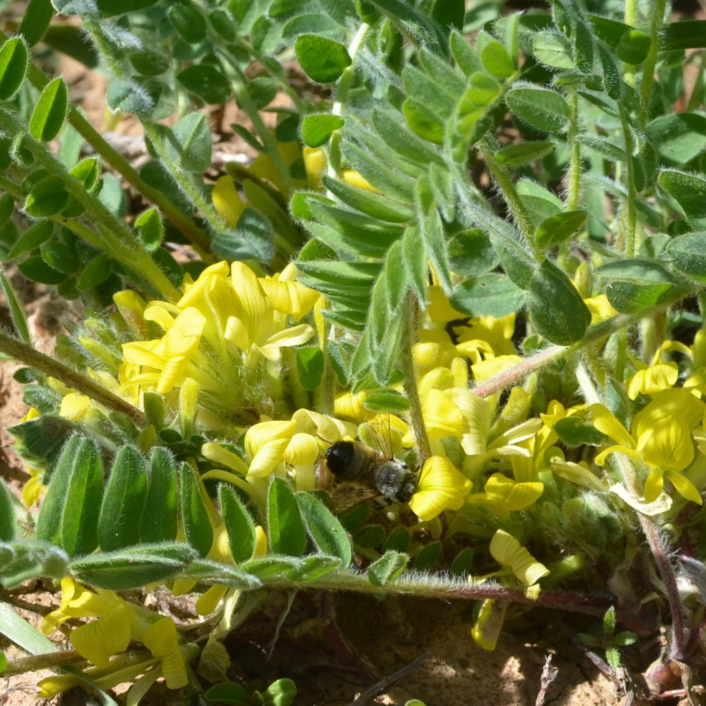 Изображение особи Astragalus anisomerus.