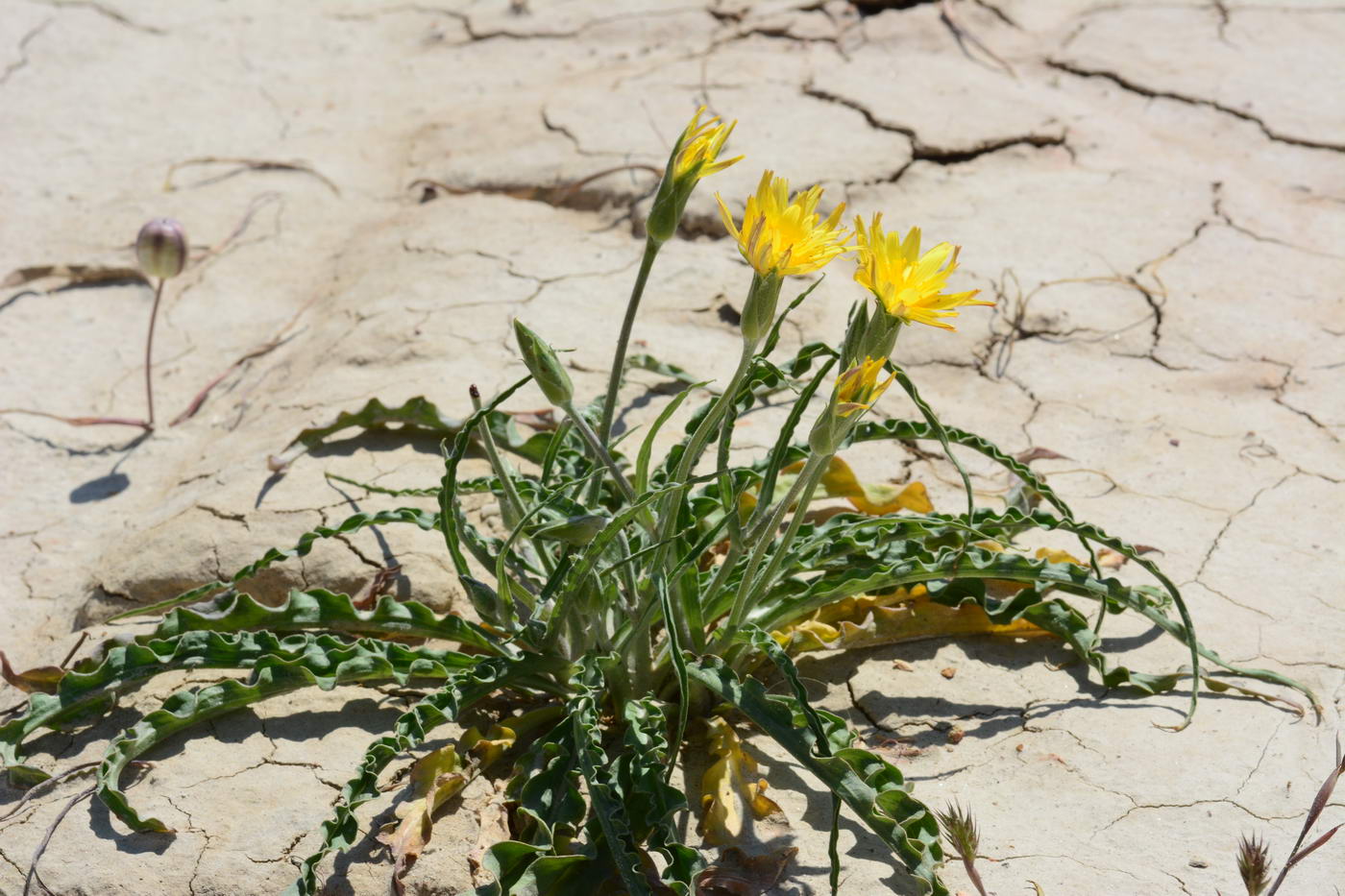 Image of Scorzonera crispa specimen.