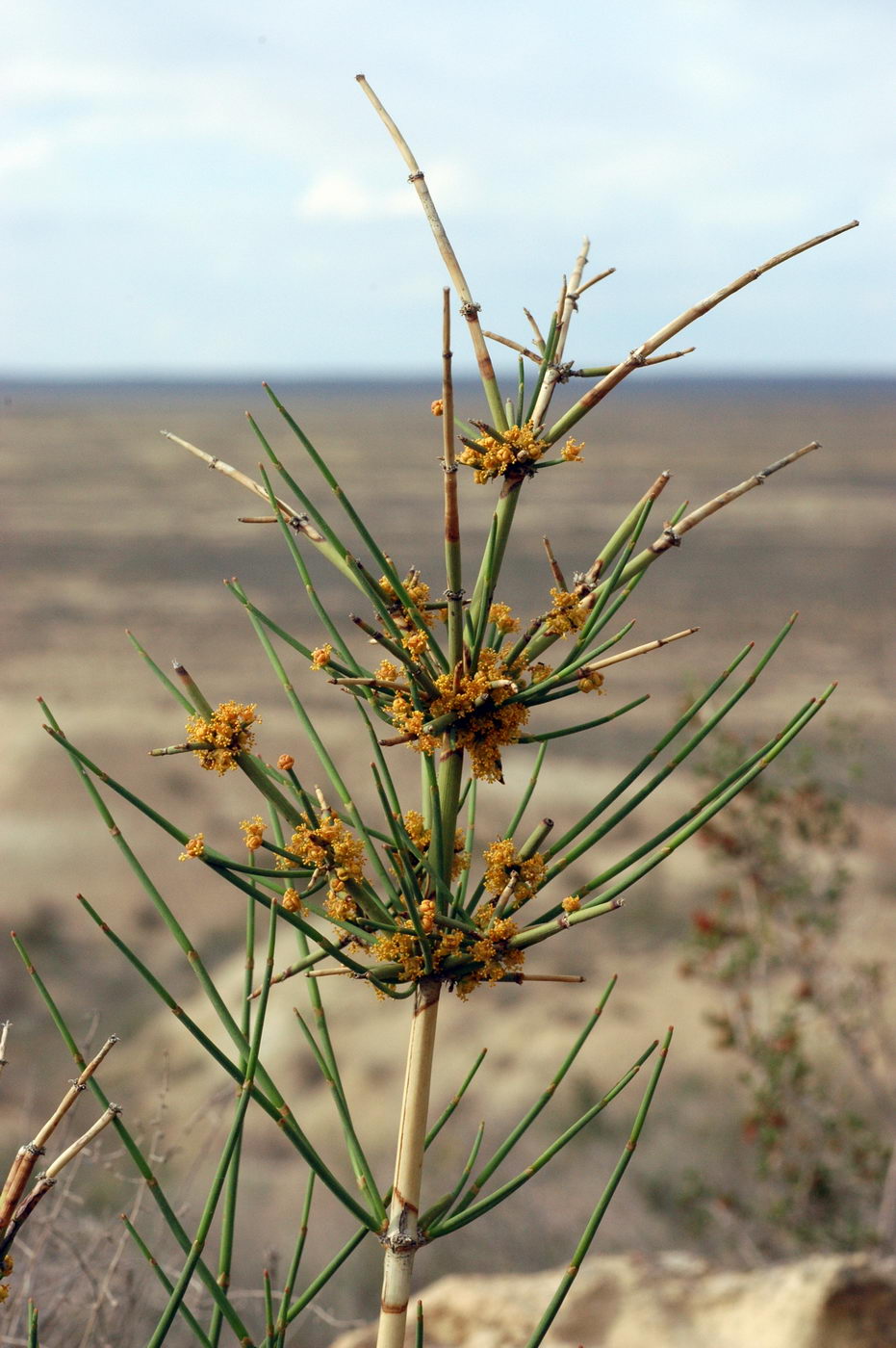 Image of genus Ephedra specimen.