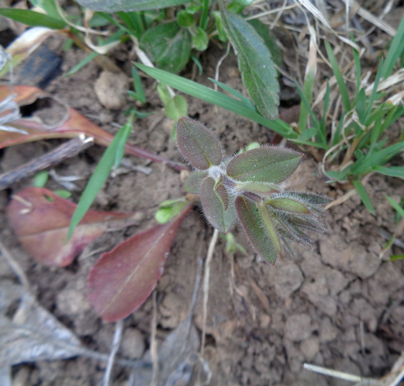 Image of Phlox stolonifera specimen.