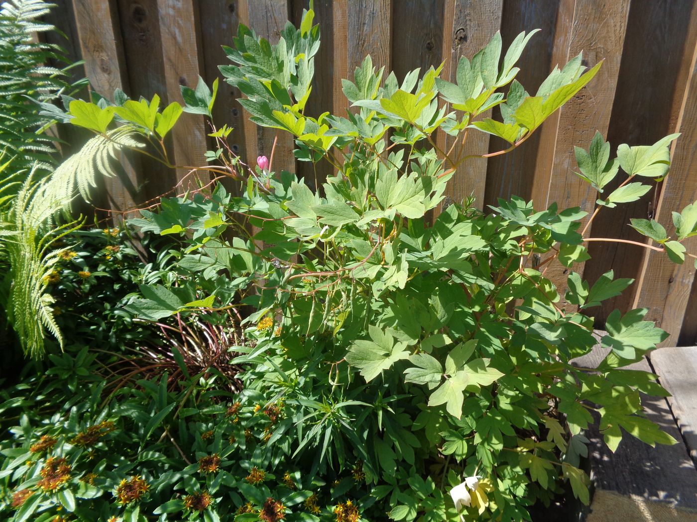 Image of Dicentra spectabilis specimen.