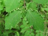 Lonicera xylosteum. Верхушка побега с поражёнными листьями (клещ Aculus xylostei). Архангельская обл., Вельский р-н, окр. пос. Усть-Шоноша, лес. 17 июля 2010 г.
