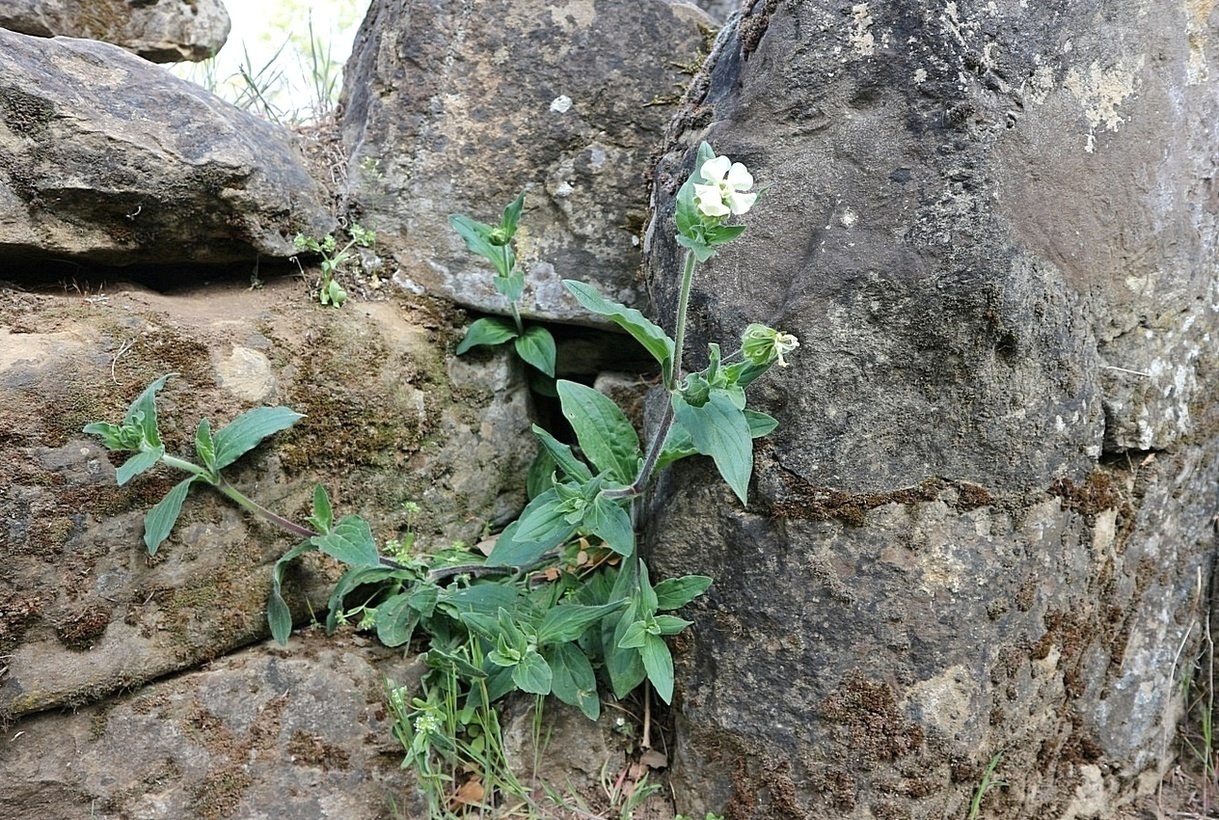 Image of Melandrium latifolium specimen.