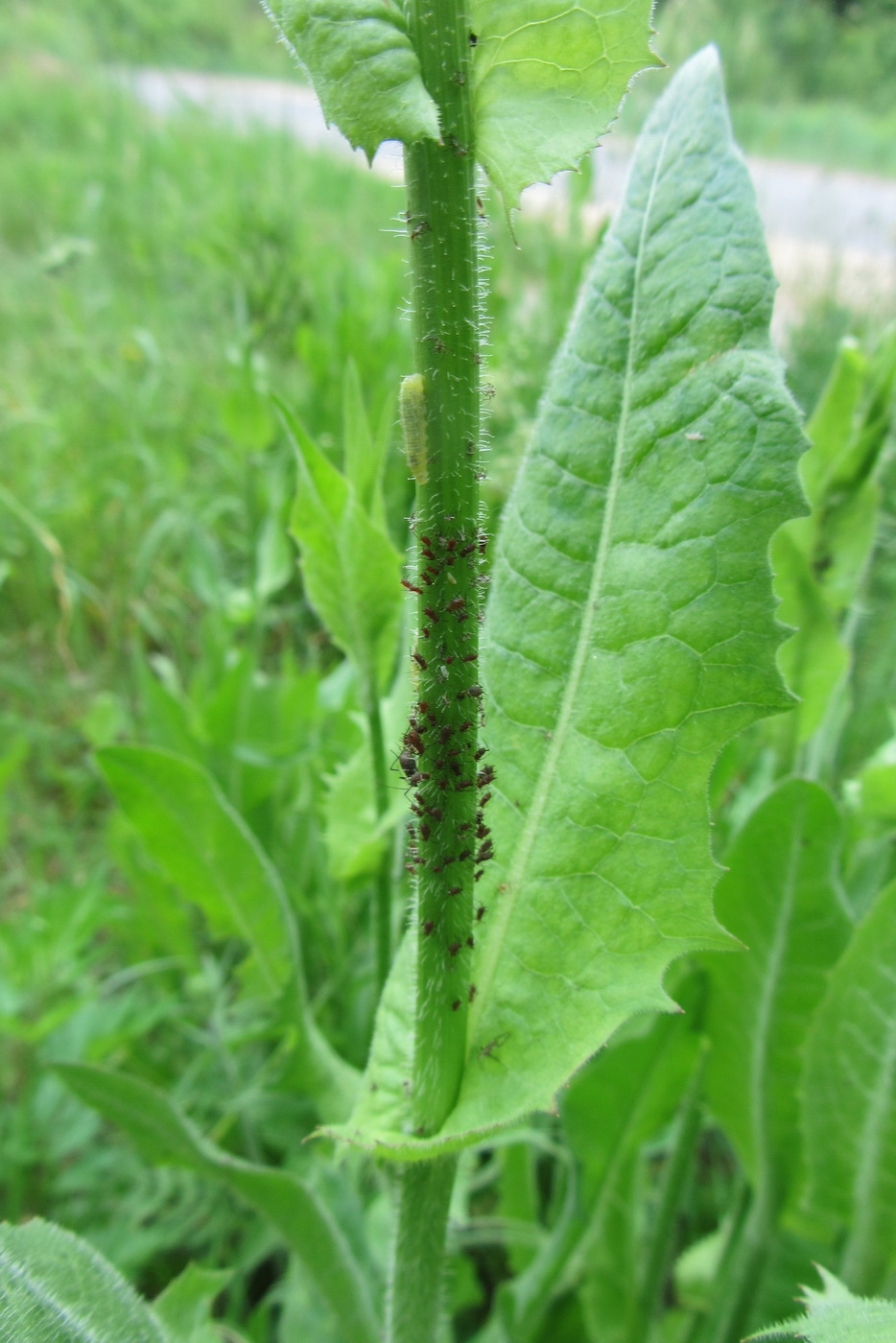 Image of Cichorium intybus specimen.