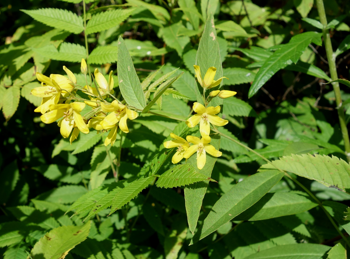 Image of Lysimachia davurica specimen.