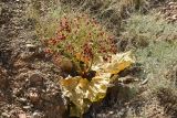 Rheum macrocarpum. Плодоносящее растение. Таджикистан, Согдийская обл., Исфара, глинисто-щебнистый адыр. 4 мая 2019 г.