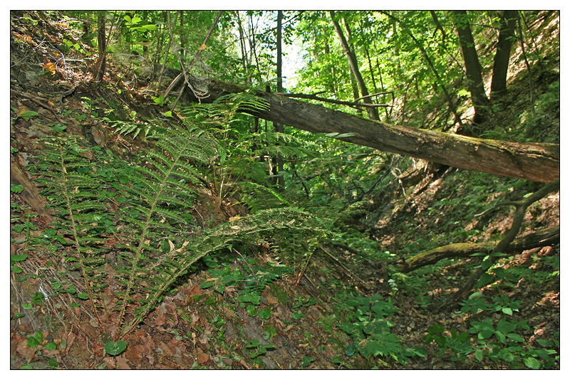 Image of Polystichum braunii specimen.