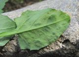 Cicerbita racemosa. Лист, поражённый грибом Bremia lactucae(?) (вид снизу). Кабардино-Балкария, Эльбрусский р-н, окр. с. Нейтрино, ок. 1800 м н.у.м., берег р. Кубасантысу. 08.07.2020.