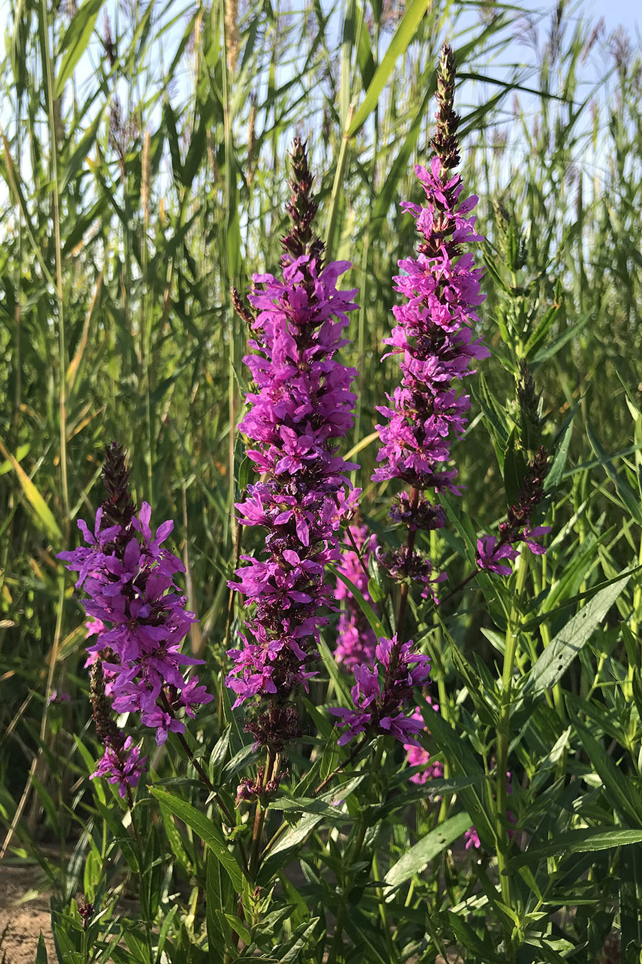 Image of Lythrum intermedium specimen.