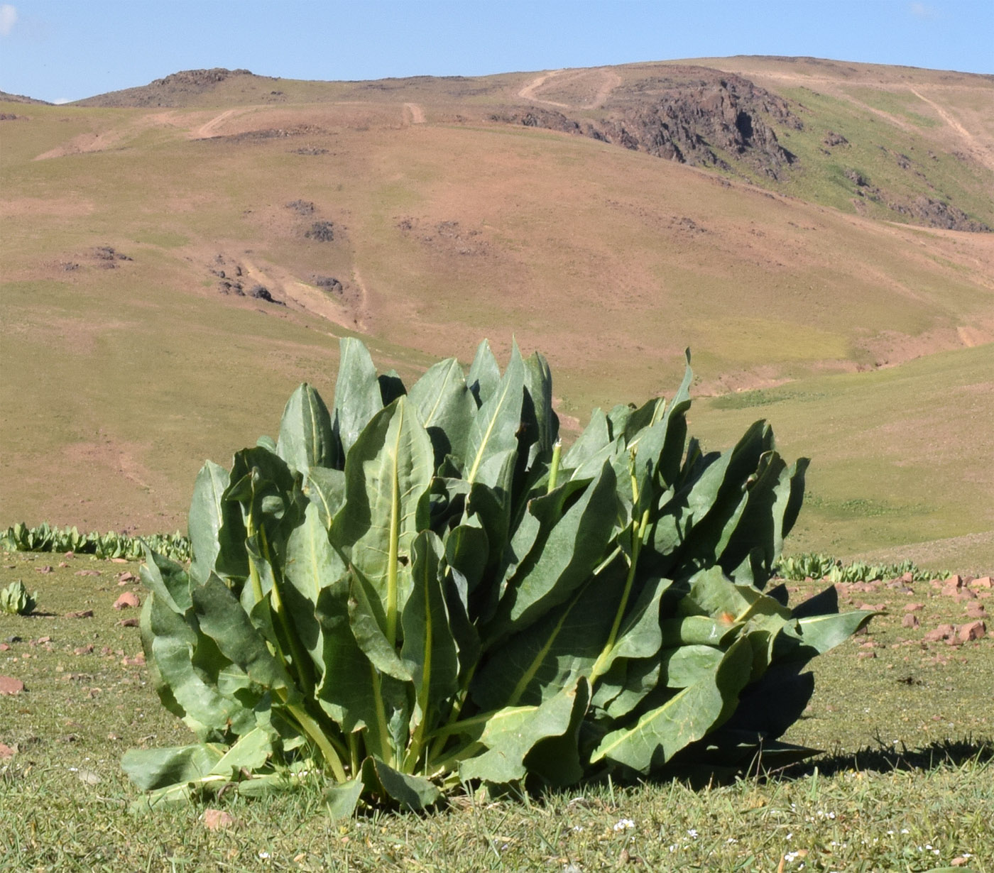 Изображение особи Ligularia alpigena.