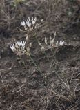 Allium moschatum