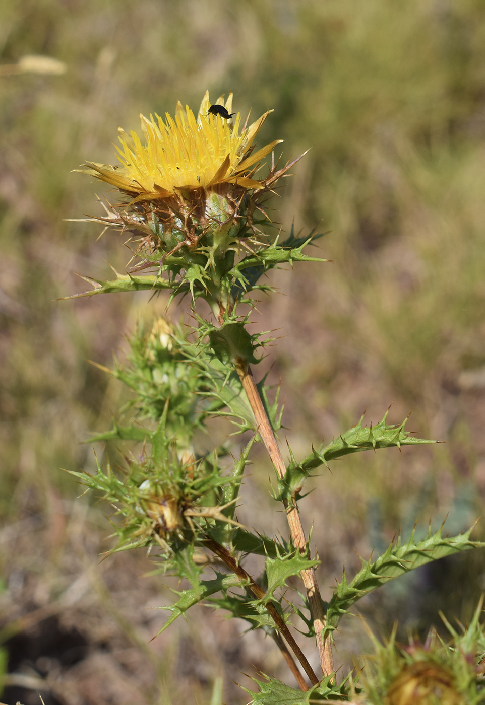 Изображение особи Carlina hispanica.