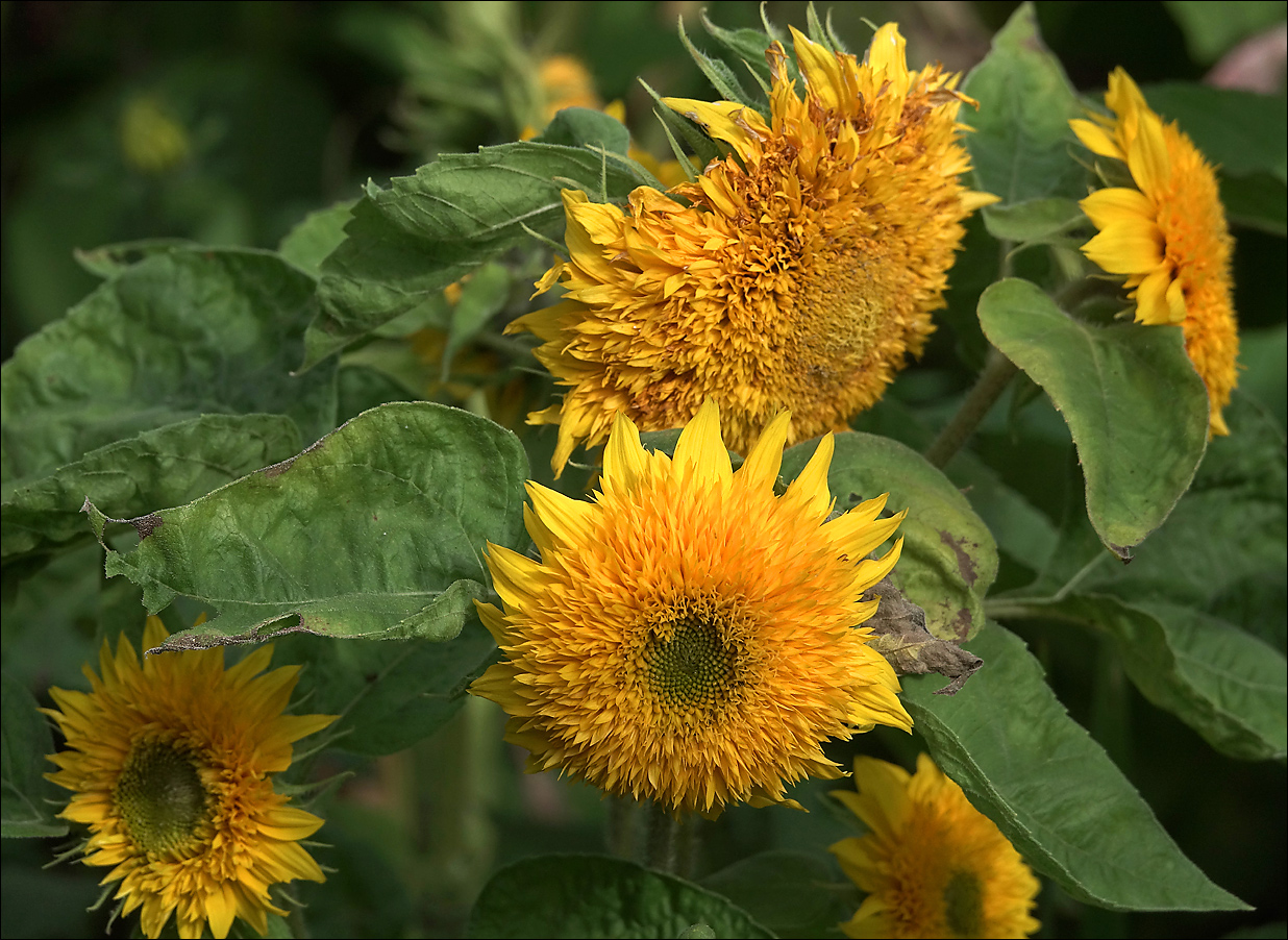 Изображение особи Helianthus annuus.