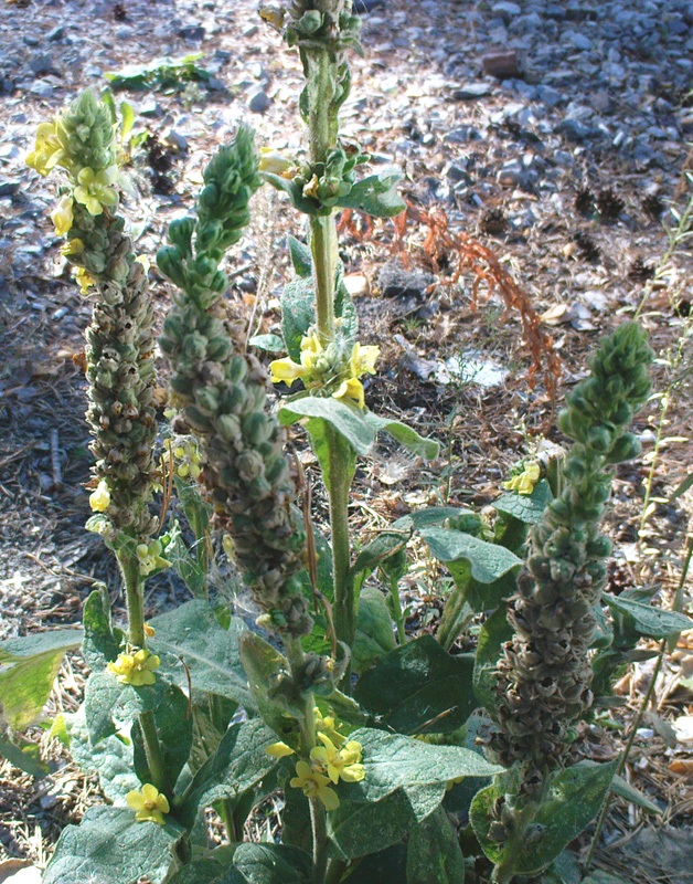 Изображение особи Verbascum thapsus.