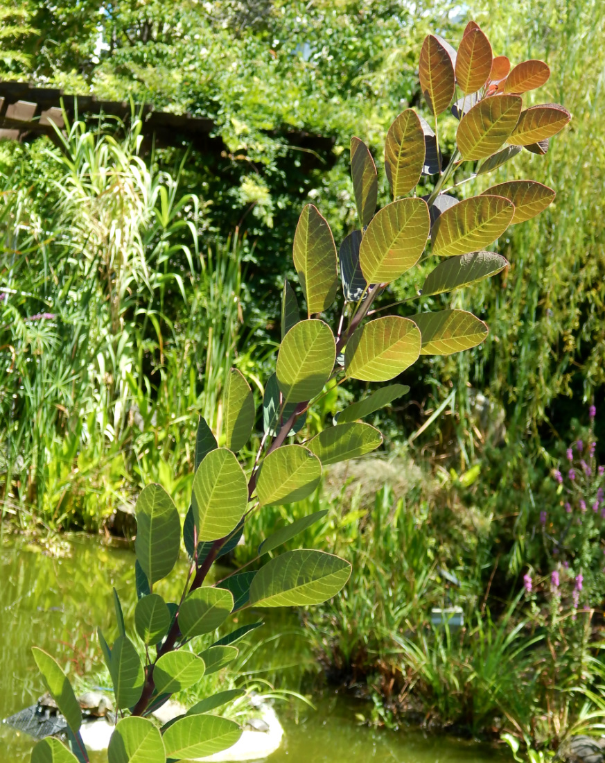 Image of Cotinus coggygria specimen.