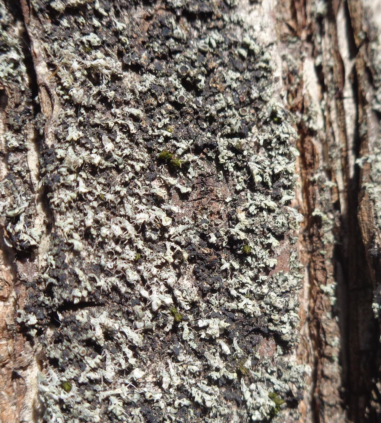 Image of Physcia adscendens specimen.