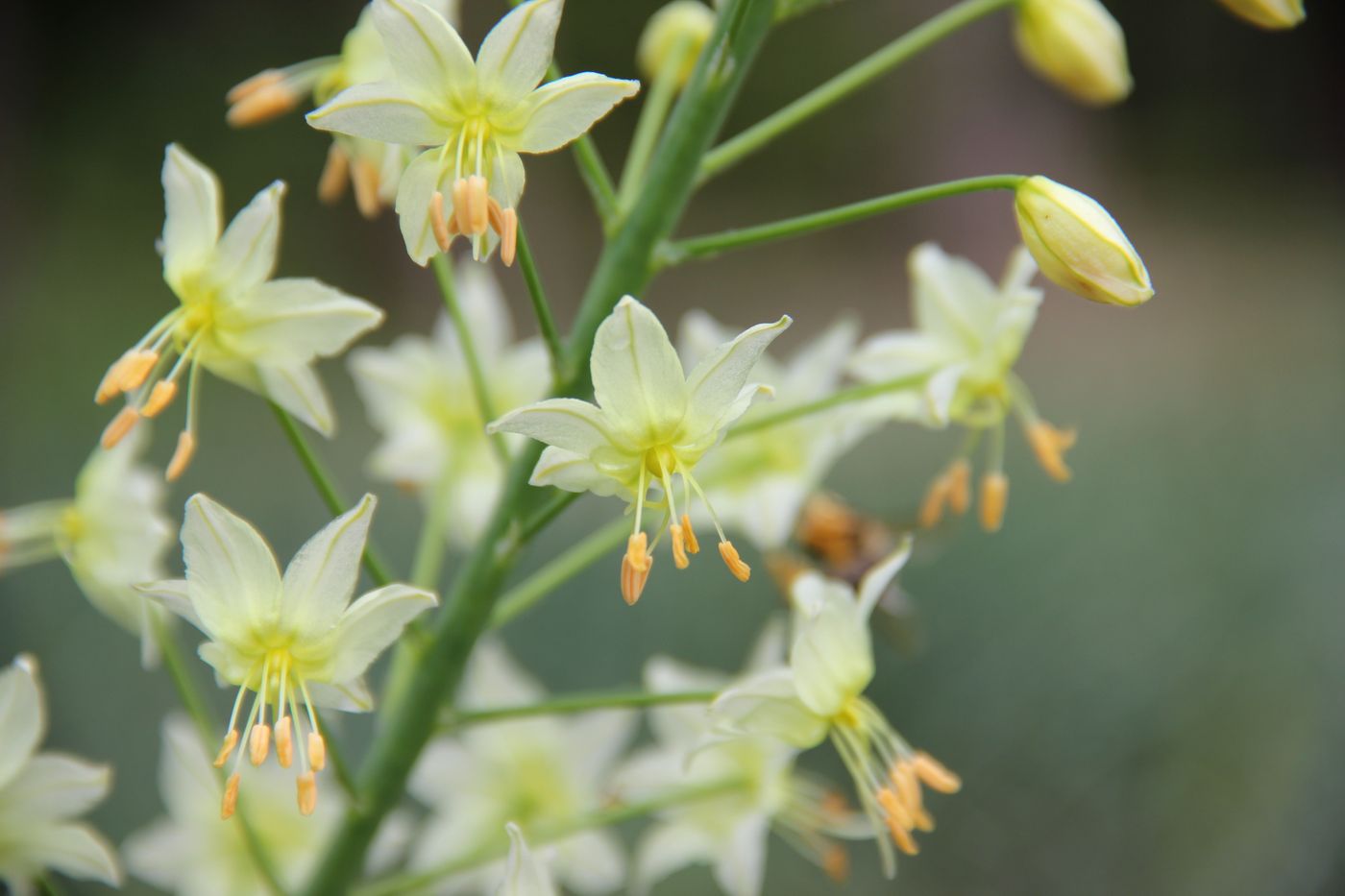 Изображение особи Eremurus suworowii.