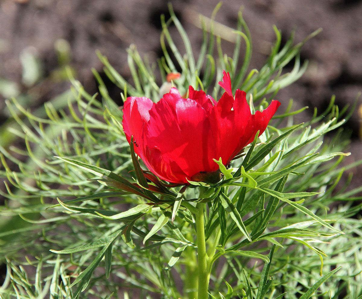 Image of Paeonia tenuifolia specimen.