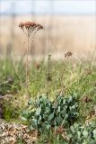 Hylotelephium ruprechtii. Вегетирующее растение с прошлогодними сухими генеративными побегами и попавшими в паутину двукрылыми насекомыми. Ленинградская обл., Кингисеппский р-н, окр. дер. Урмизно, берег Финского залива, приморский луг у границы смешанного леса. 09.05.2020.