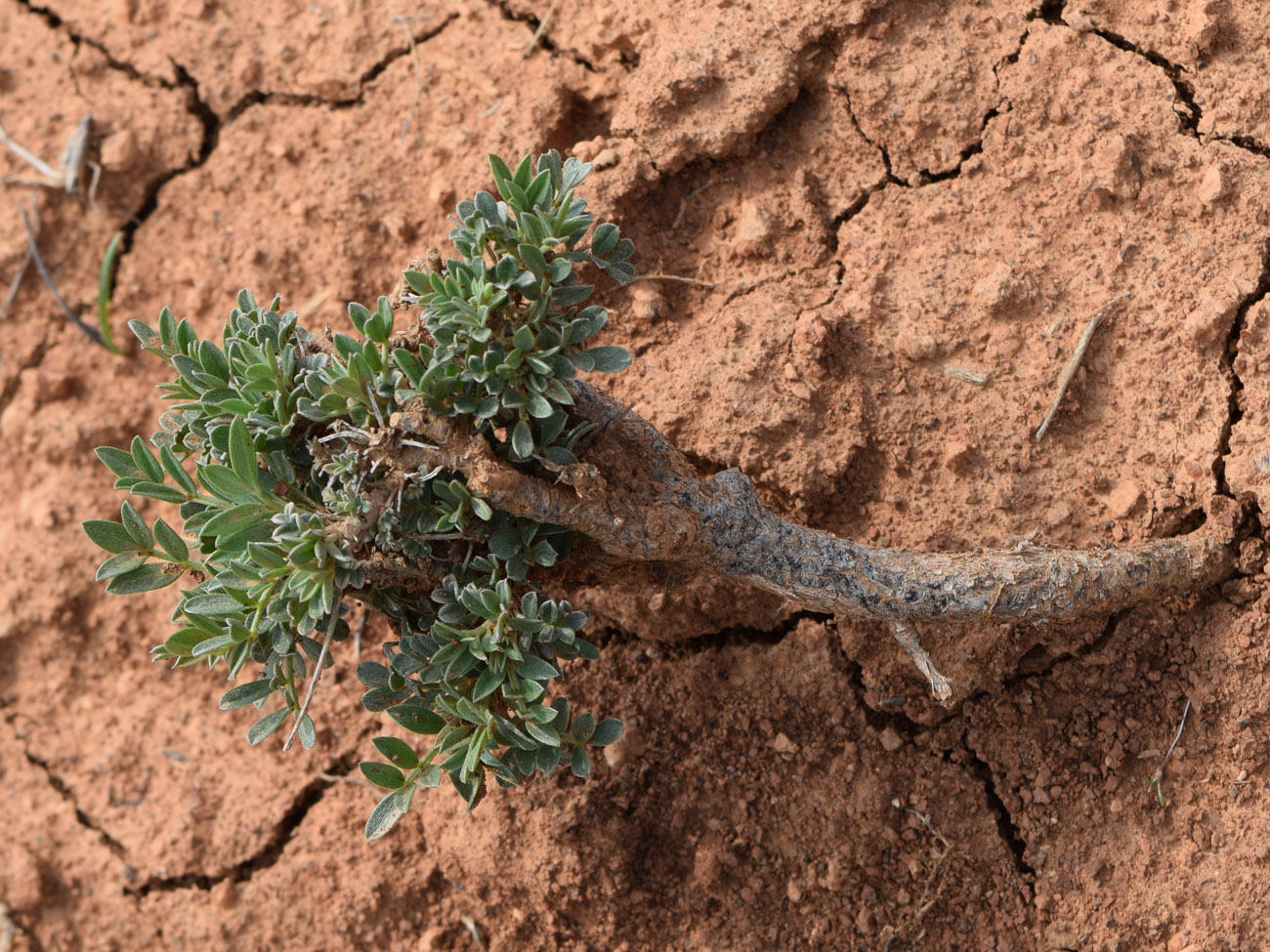 Изображение особи Astragalus schrenkianus.