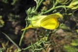 Linaria подвид dalmatica
