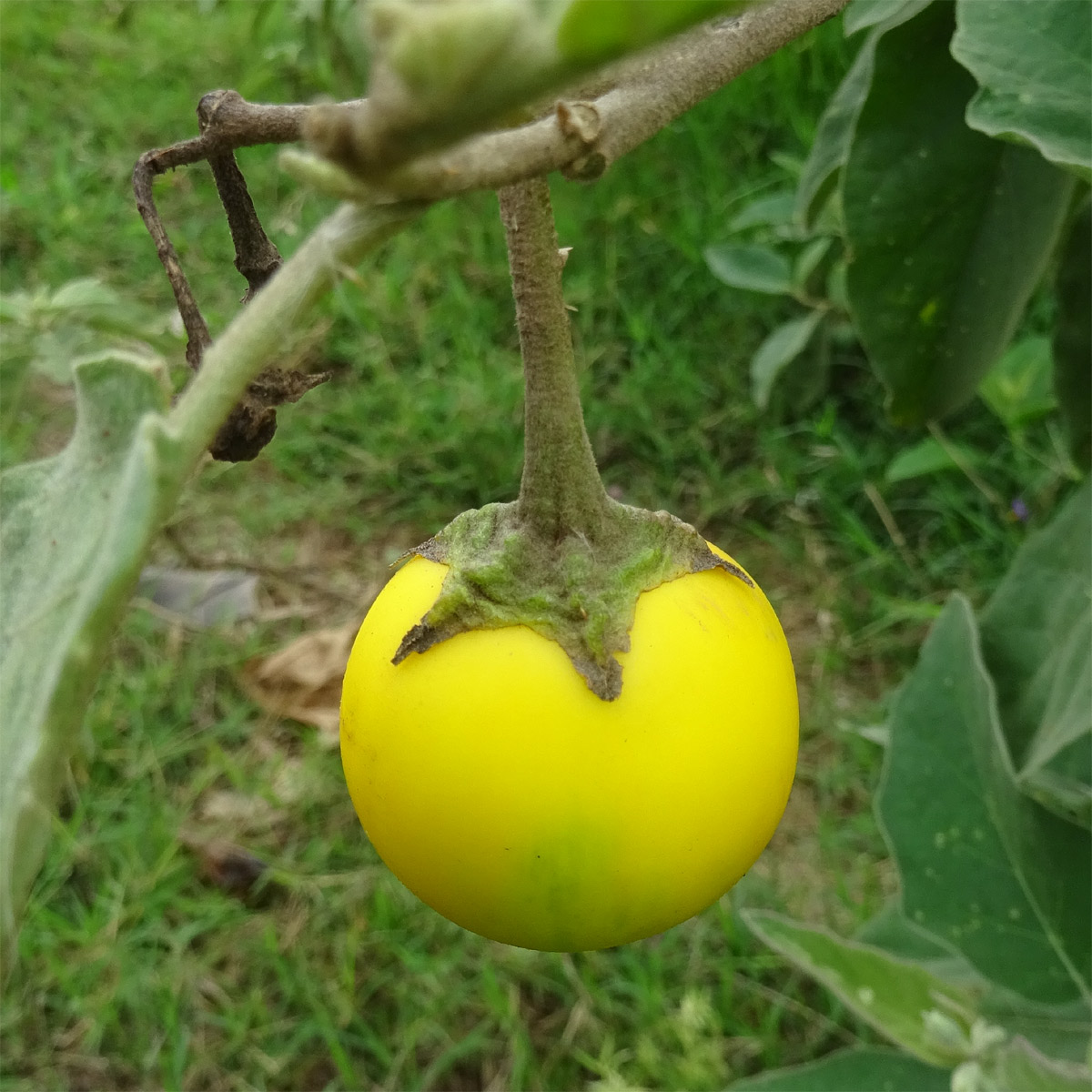 Image of Solanum incanum specimen.