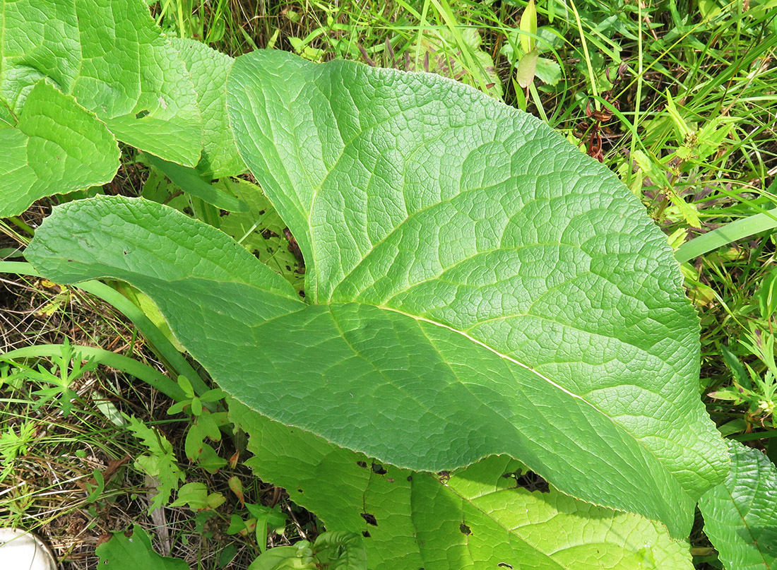 Изображение особи Ligularia jaluensis.