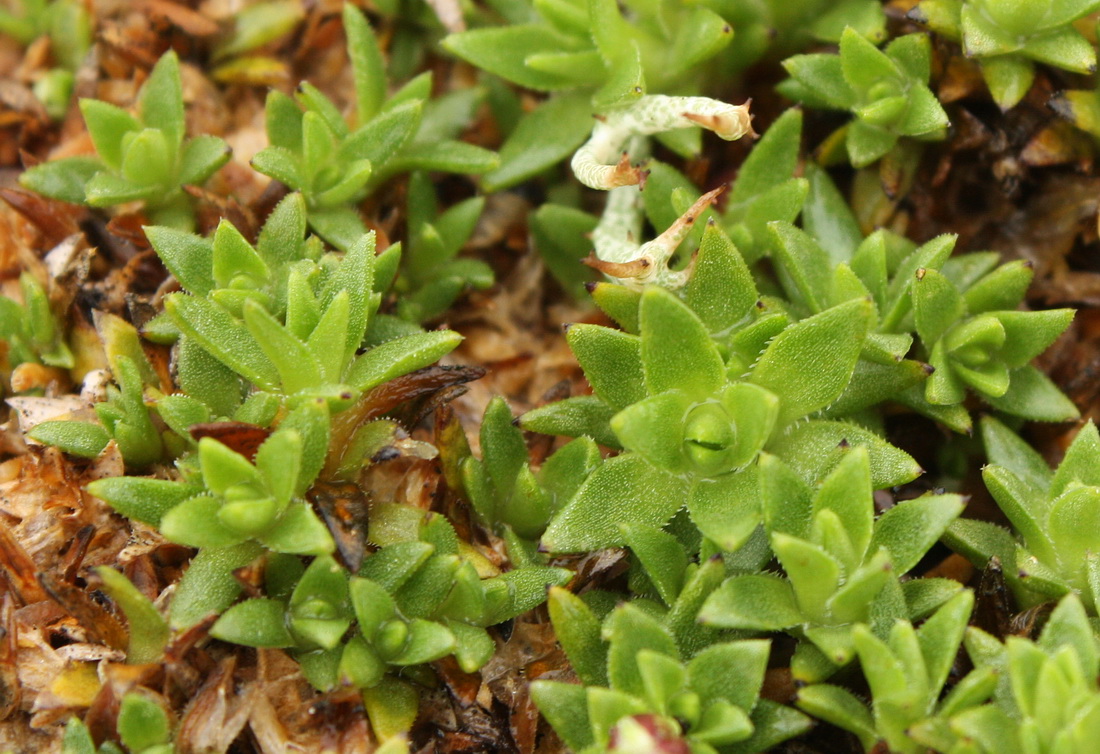 Изображение особи Silene acaulis.