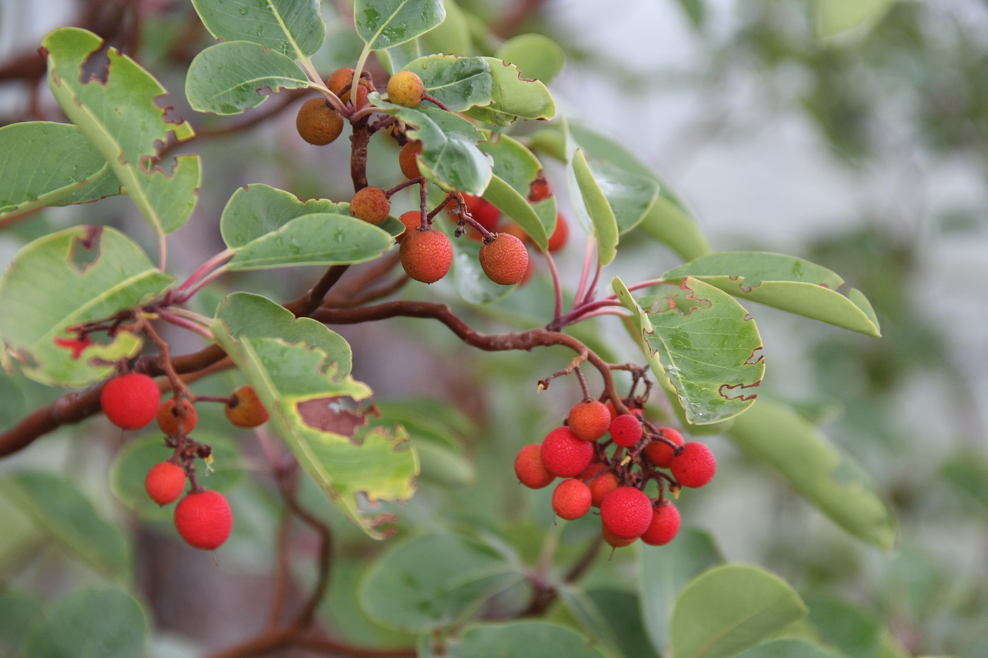 Image of Arbutus andrachne specimen.