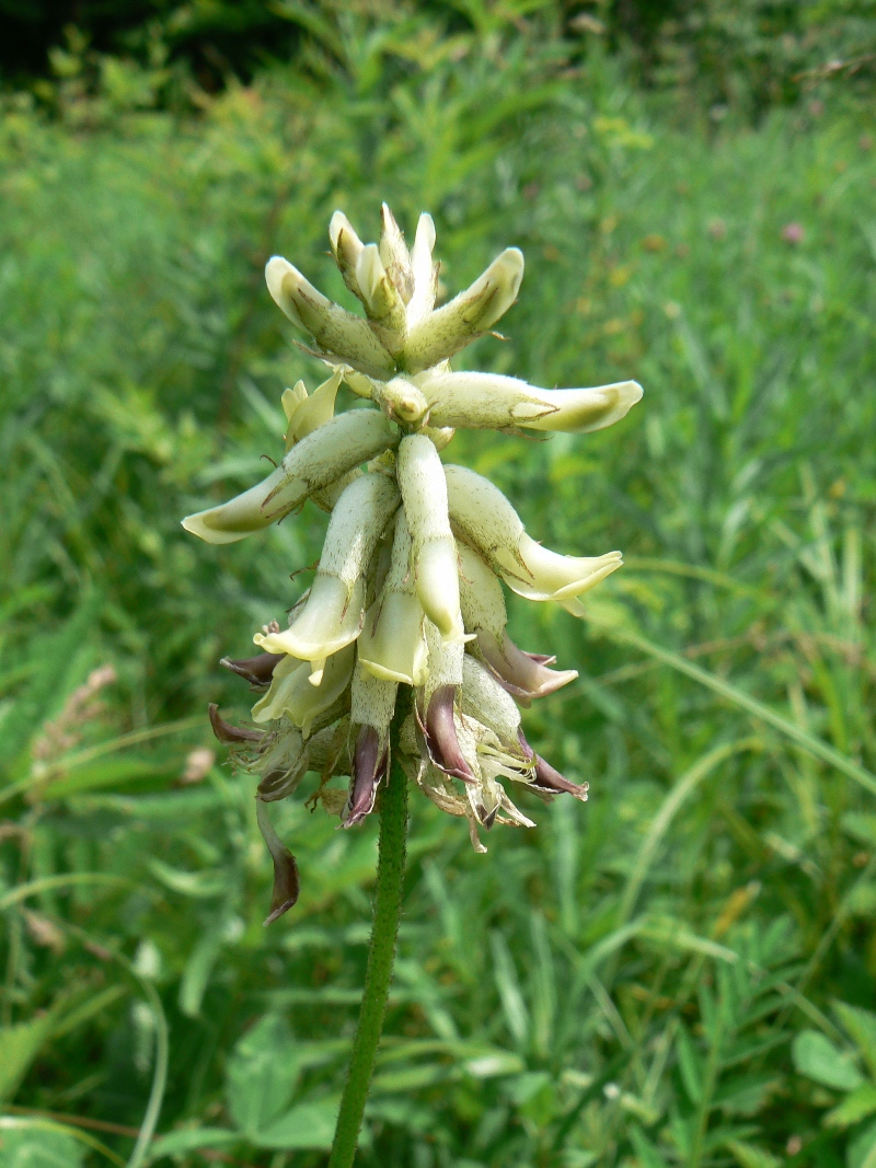 Image of Astragalus uliginosus specimen.