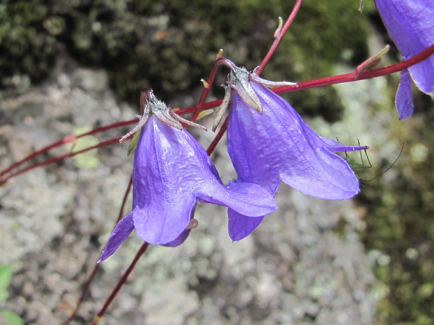Image of genus Campanula specimen.