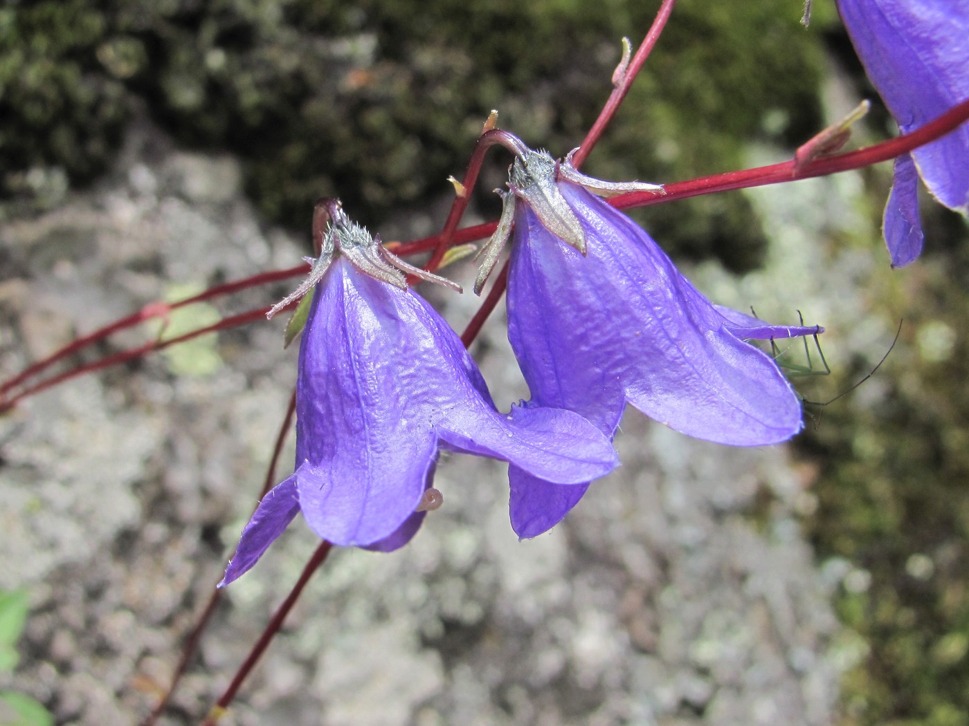 Изображение особи род Campanula.