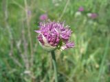 Allium suworowii