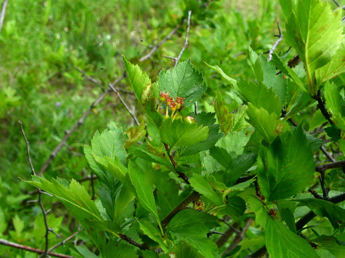 Image of Crataegus dahurica specimen.