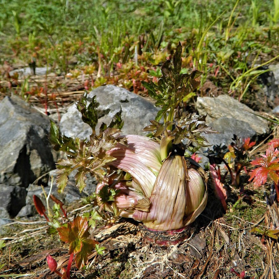 Image of genus Angelica specimen.