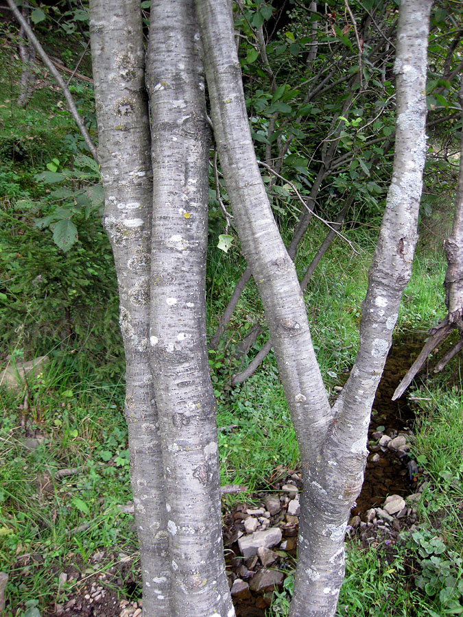 Image of Alnus incana specimen.