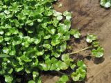 Ranunculus hederaceus