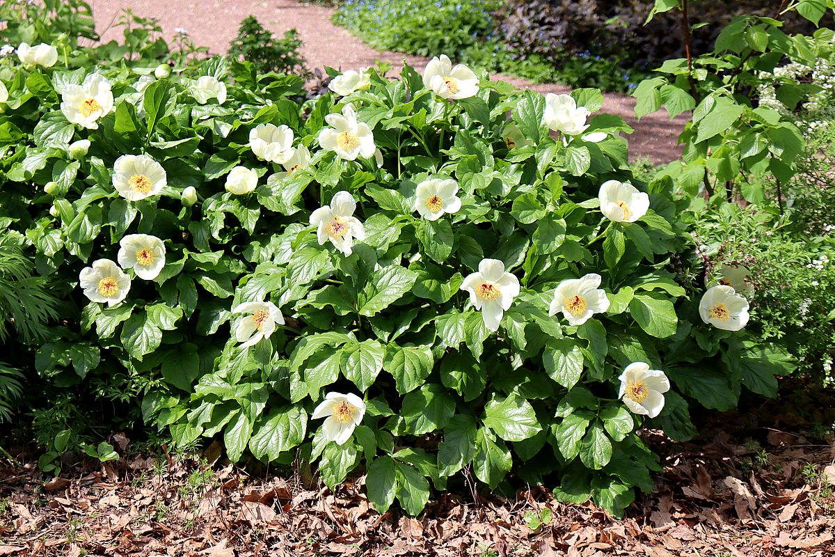 Image of genus Paeonia specimen.