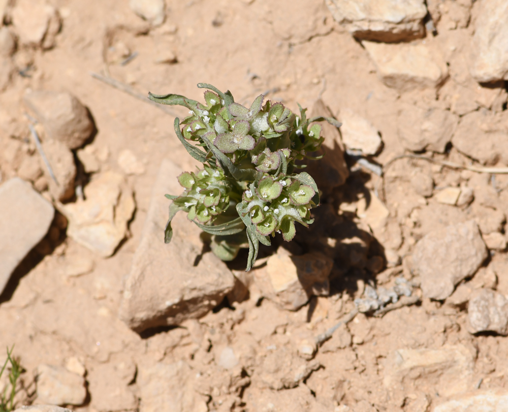 Изображение особи Valerianella dufresnia.