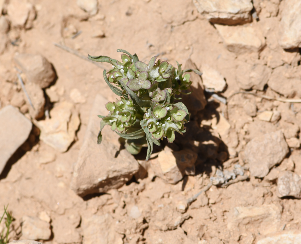 Image of Valerianella dufresnia specimen.