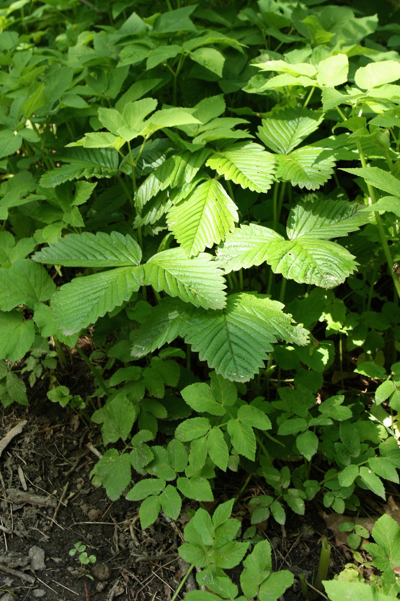 Изображение особи Fragaria moschata.