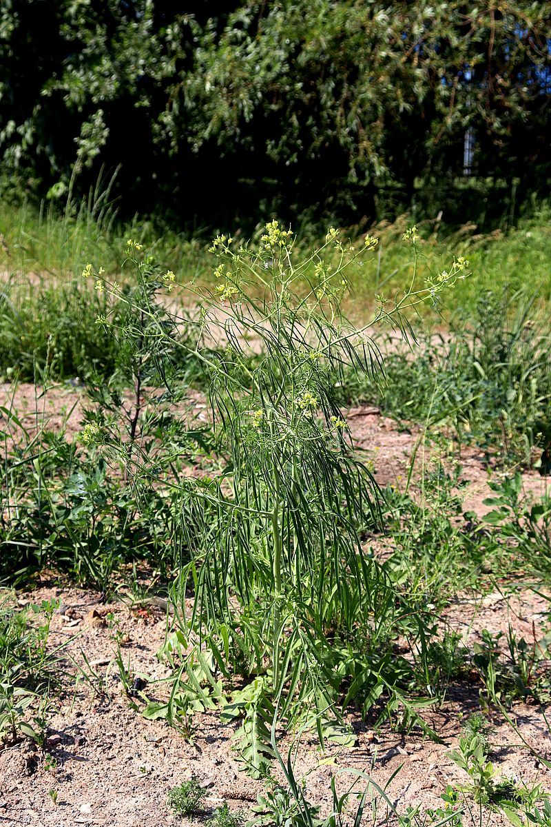 Изображение особи Sisymbrium altissimum.