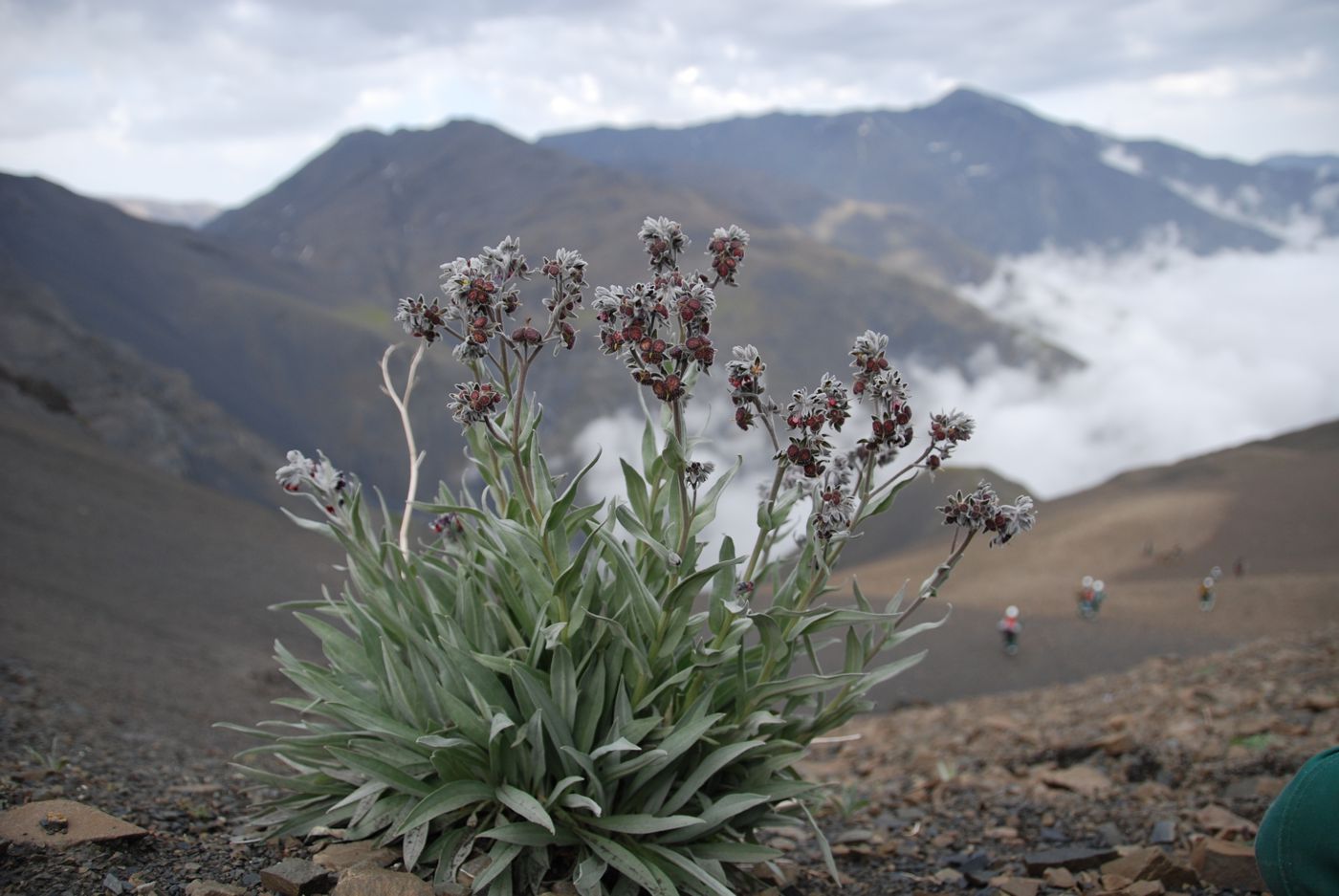 Изображение особи Cynoglossum holosericeum.