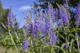 Veronica longifolia