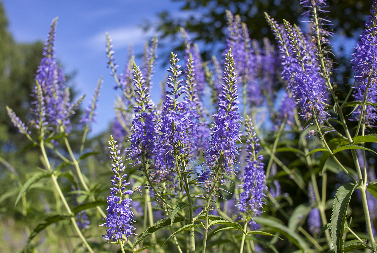 Изображение особи Veronica longifolia.