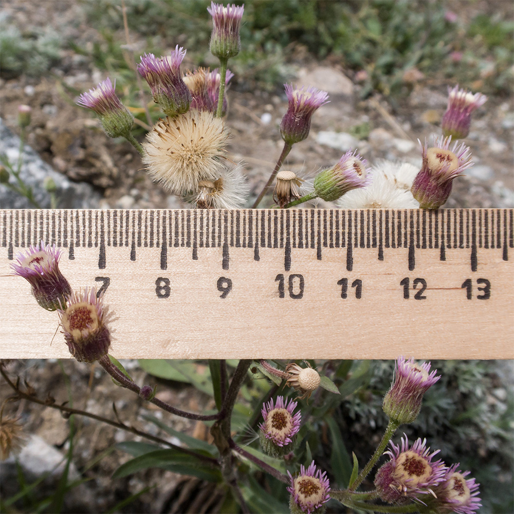 Image of Erigeron acris ssp. botschantzevii specimen.